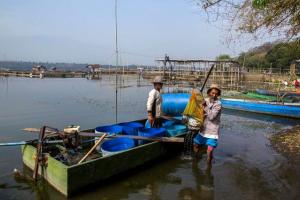 Petambak Ikan Sedati Terdampak Buruknya Kualitas Air Sungai