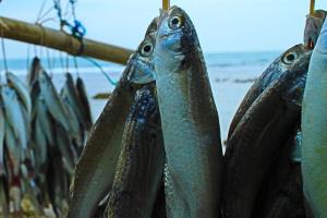 Teknologi Pendeteksi Ikan Diuji Coba di 3 Kabupaten