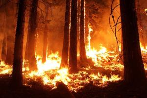 Kebakaran Hutan Semeru Meluas Jadi 60 Hektare