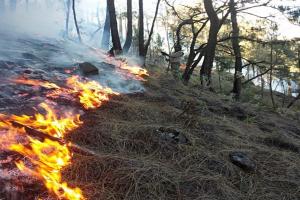 Kebakaran Hutan di Jatim Tak Separah Kalimantan