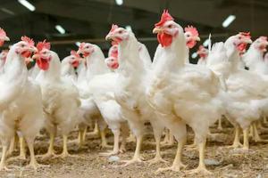 Ratusan Ekor Ayam Potong di Tuban Mati Kepanasan