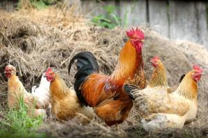 Dinas Peternakan Situbondo Sidak Kandang Ayam