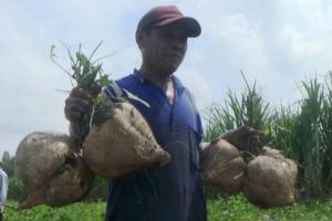 Petani Kediri Berhasil Kembangkan Bengkuang Jumbo 