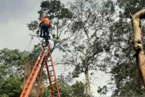 Guna Tingkatkan Pelayanan, PLN UID Jatim Perbaiki Jarak Aman Kelistrikan di Madura