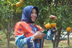 Mendorong Peningkatan Produksi Buah Nusantara