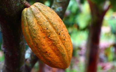 Saatnya Bali Menjadi Unggulan Ekspor Produk Kakao