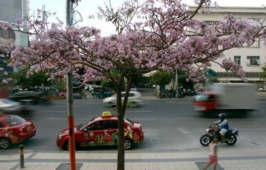 Ketika Bunga Sakura Surabaya Bermekaran