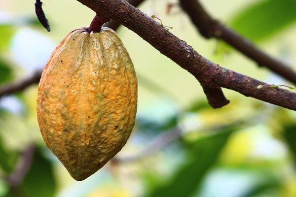 Jember Diharap Mampu Kembalikan Kejayaan Kakao Indonesia