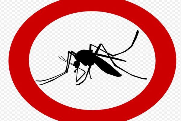 Panen Jentik Nyamuk Cara Pemkot Malang Perangi DBD