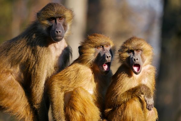 Monyet Sitaan di Jatim Siap Dilepasliarkan