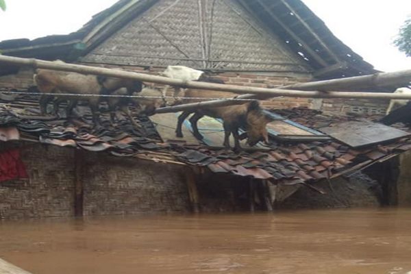 Banjir Paksa Ribuan Warga Madiun Mengungsi