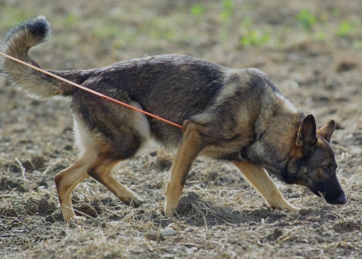 Anjing Pelacak Dilibatkan Cari Korban Longsor Gunung Kapur