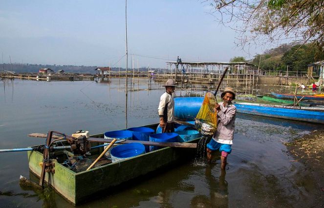 Petambak Ikan Sedati Terdampak Buruknya Kualitas Air Sungai