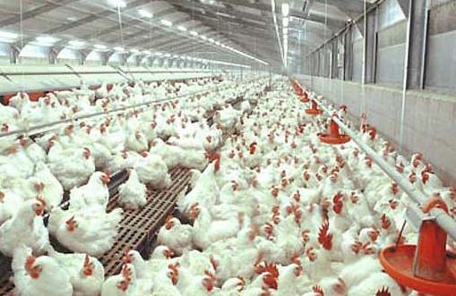 Anjlok, Harga Ayam Potong di Malang