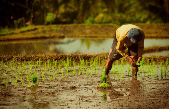 Lahan Pertanian di Madiun Susut 9 Hektare Tiap Tahun