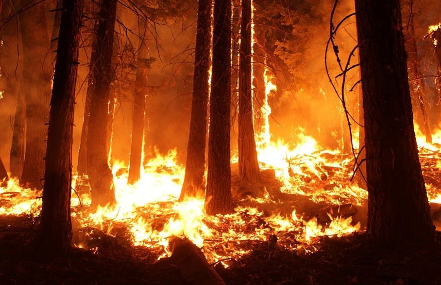 Kebakaran Gunung Arjuno 'Lahap' 21 Hektar Lahan