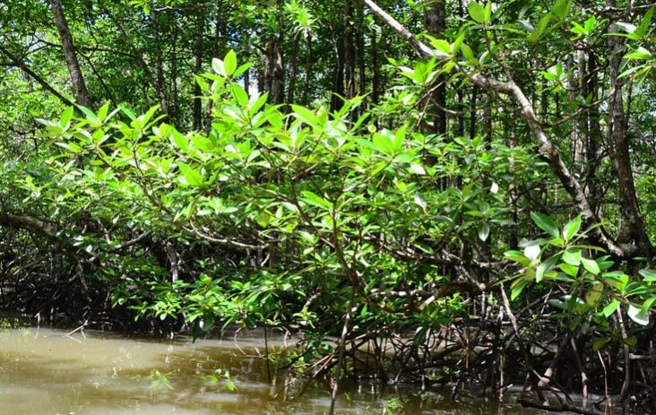 Geram, Aktivis Banyuwangi Ingatkan Dampak Penebangan Mangrove