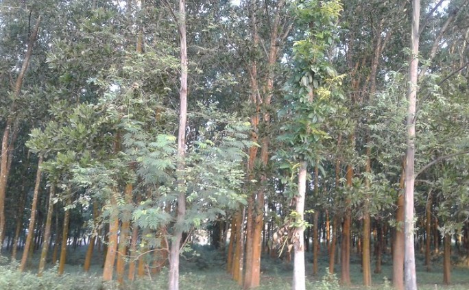 Pohon Menangis yang Sempat Viral di Jember Diberi Garis Polisi