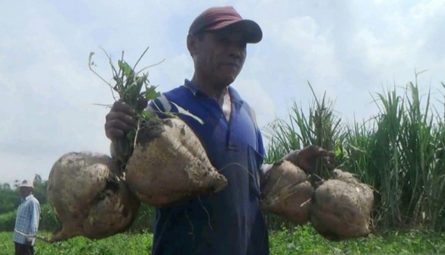 Petani Kediri Berhasil Kembangkan Bengkuang Jumbo 