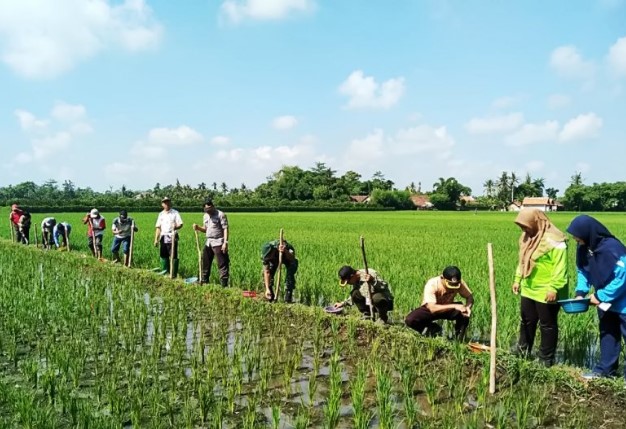 Petani di Lumajang Tanam Kedelai Gunakan Sistem Tumpang Sari