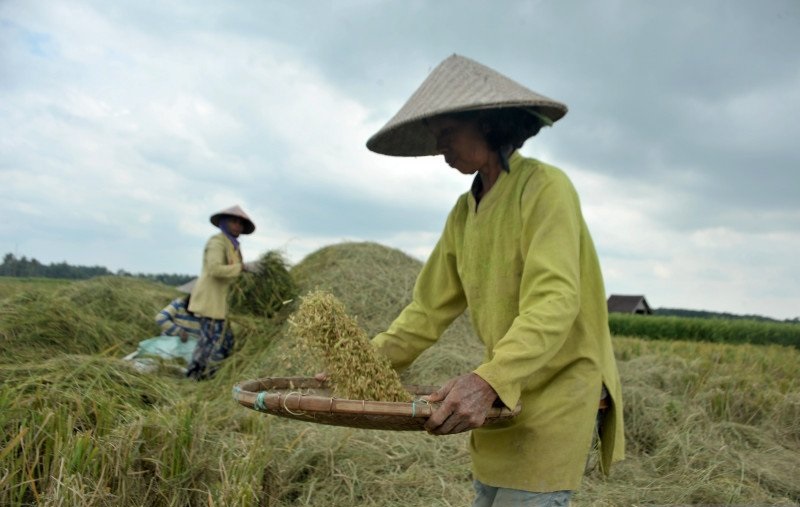 Perkiraan Produksi Beras 2022 Sebesar 32 Juta Ton Diyakini Tercapai